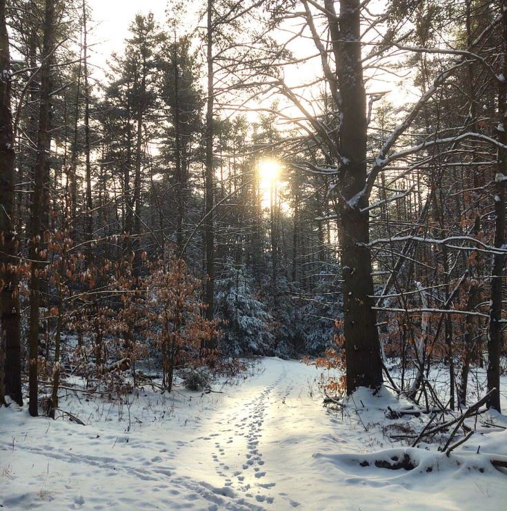 Finding Peace in the Stillness of Winter