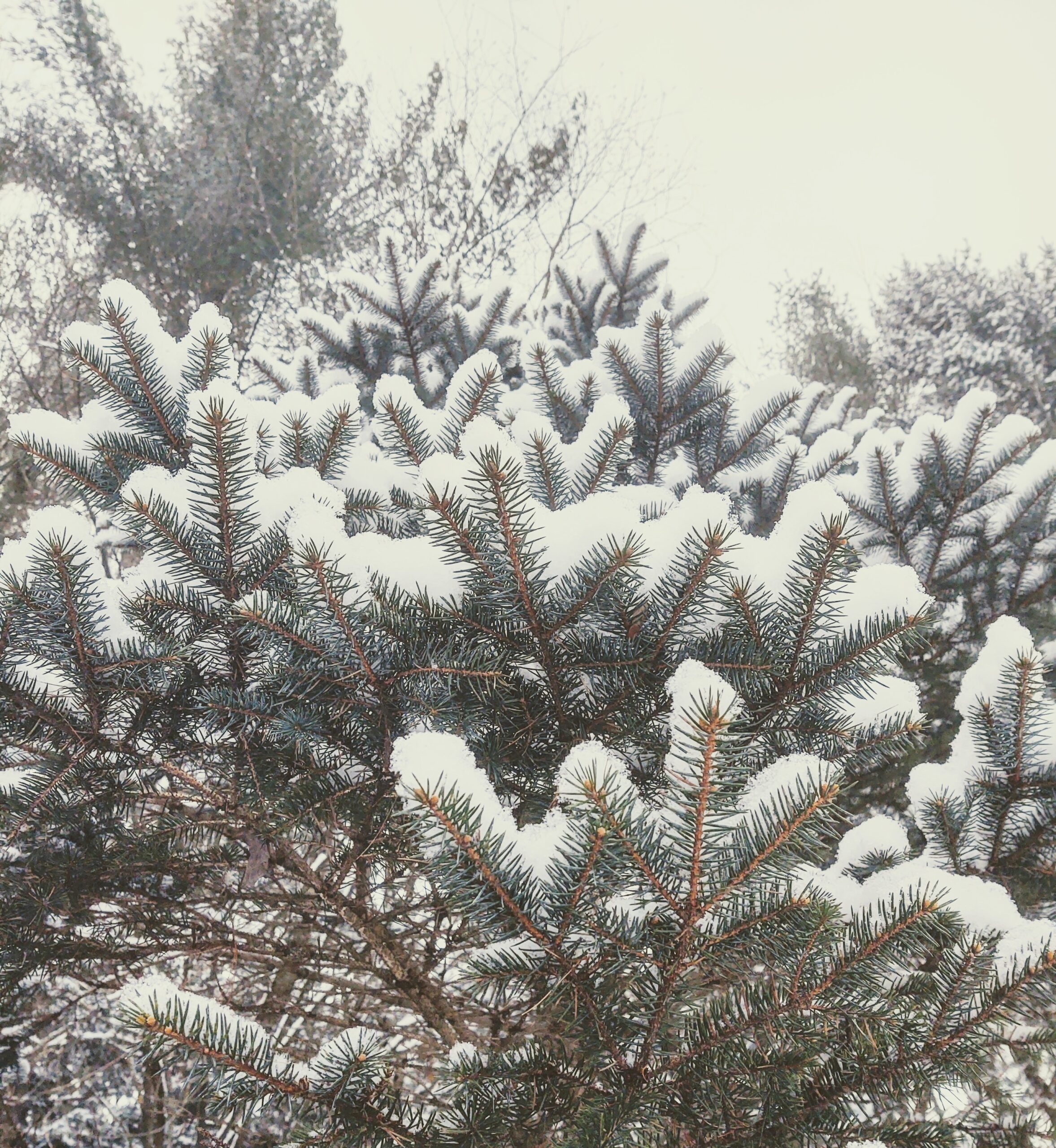 The Gracious Bend of the Snow-Laden Evergreen