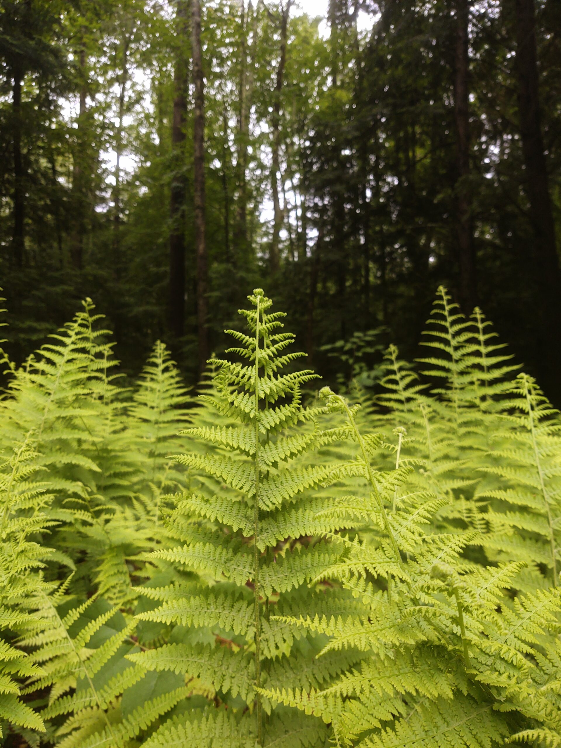 Slowing Down Among the Ferns